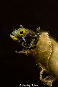 The Spinyhead Blenny by Henley Spiers 